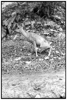 https://www.ed-templeton.com/files/gimgs/th-150_Deer Pees Catalina.jpg